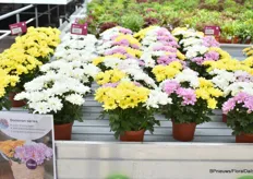Floritec's Donovan series is a new series available in four colors. It is a very uniform variety and combines well, shows early color and produces many flowers.